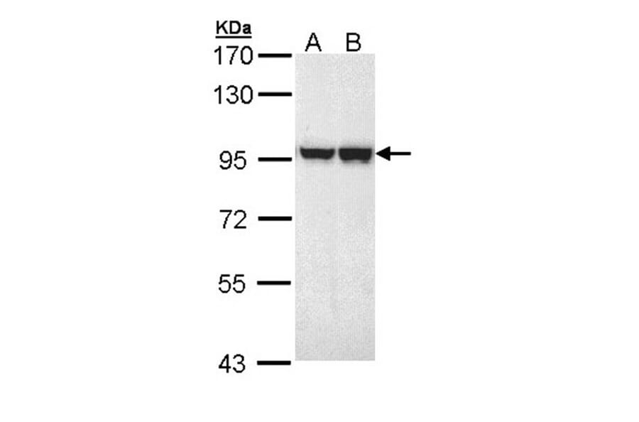 MALT1 antibody from Signalway Antibody (22761) - Antibodies.com