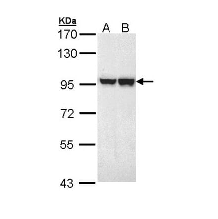MALT1 antibody from Signalway Antibody (22761) - Antibodies.com