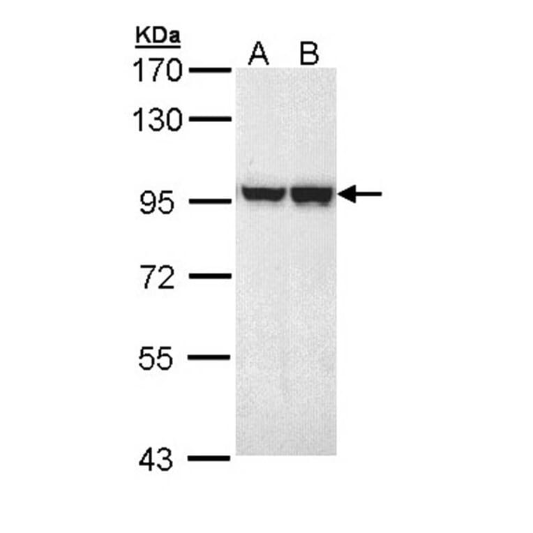 MALT1 antibody from Signalway Antibody (22761) - Antibodies.com