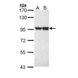 MALT1 antibody from Signalway Antibody (22761) - Antibodies.com