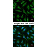 Immunofluorescence - MALT1 antibody from Signalway Antibody (22761) - Antibodies.com