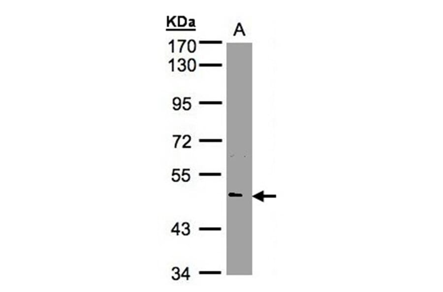 NOVA1 antibody from Signalway Antibody (22767) - Antibodies.com