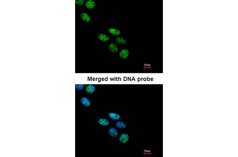 Immunofluorescence - NOVA1 antibody from Signalway Antibody (22767) - Antibodies.com