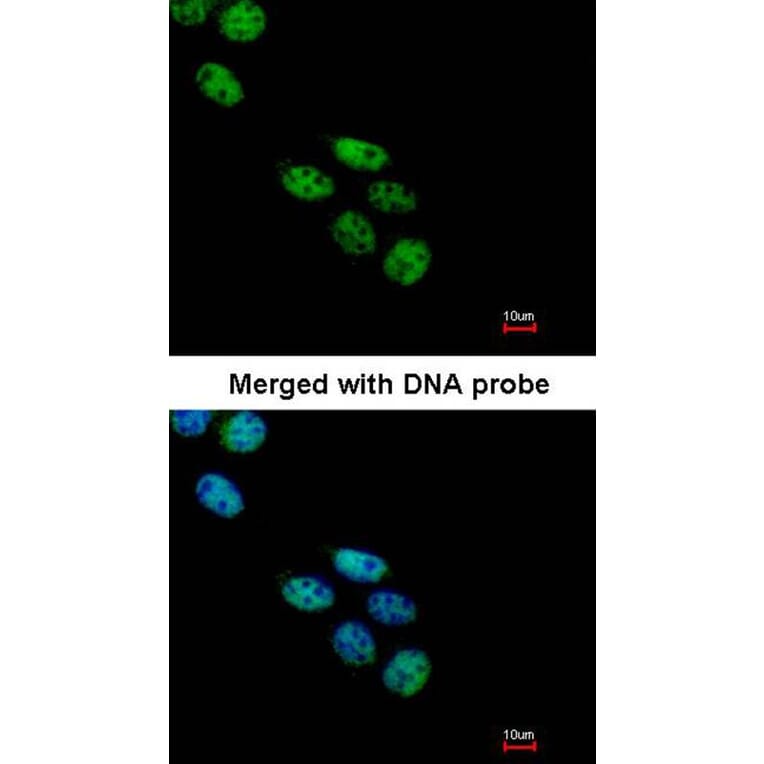 Immunofluorescence - NOVA1 antibody from Signalway Antibody (22767) - Antibodies.com