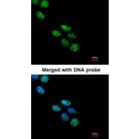 Immunofluorescence - NOVA1 antibody from Signalway Antibody (22767) - Antibodies.com
