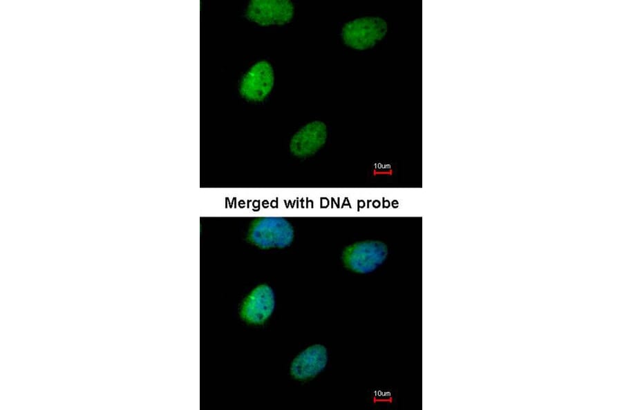 Immunofluorescence - ITPK1 antibody from Signalway Antibody (22783) - Antibodies.com