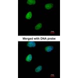 Immunofluorescence - ITPK1 antibody from Signalway Antibody (22783) - Antibodies.com