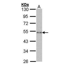 CTBP1 antibody from Signalway Antibody (22807) - Antibodies.com