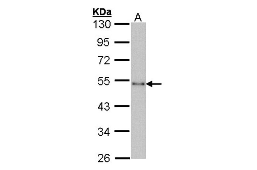 CTBP1 antibody from Signalway Antibody (22807) - Antibodies.com