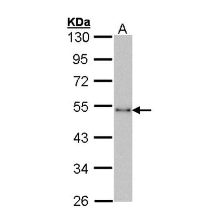 CTBP1 antibody from Signalway Antibody (22807) - Antibodies.com