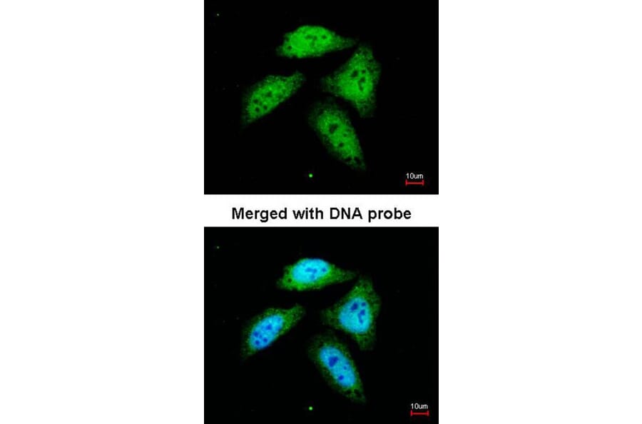 Immunofluorescence - CTBP1 antibody from Signalway Antibody (22807) - Antibodies.com