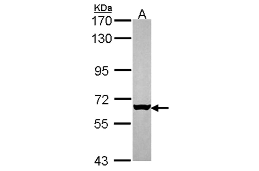 MUS81 antibody from Signalway Antibody (22808) - Antibodies.com