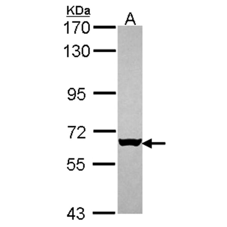 MUS81 antibody from Signalway Antibody (22808) - Antibodies.com