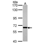 MUS81 antibody from Signalway Antibody (22808) - Antibodies.com