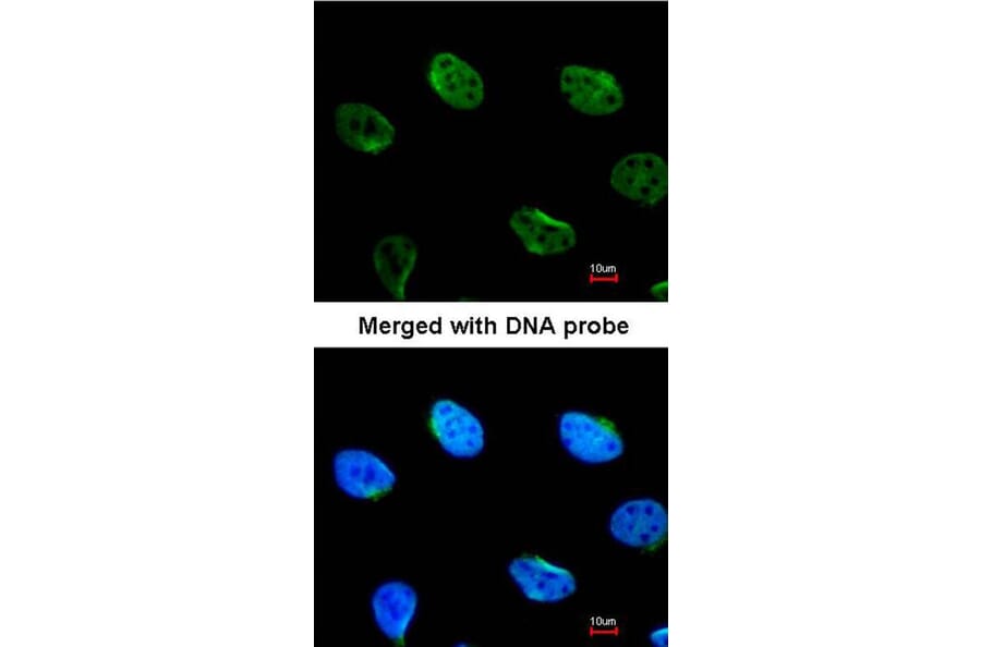 Immunofluorescence - MUS81 antibody from Signalway Antibody (22808) - Antibodies.com