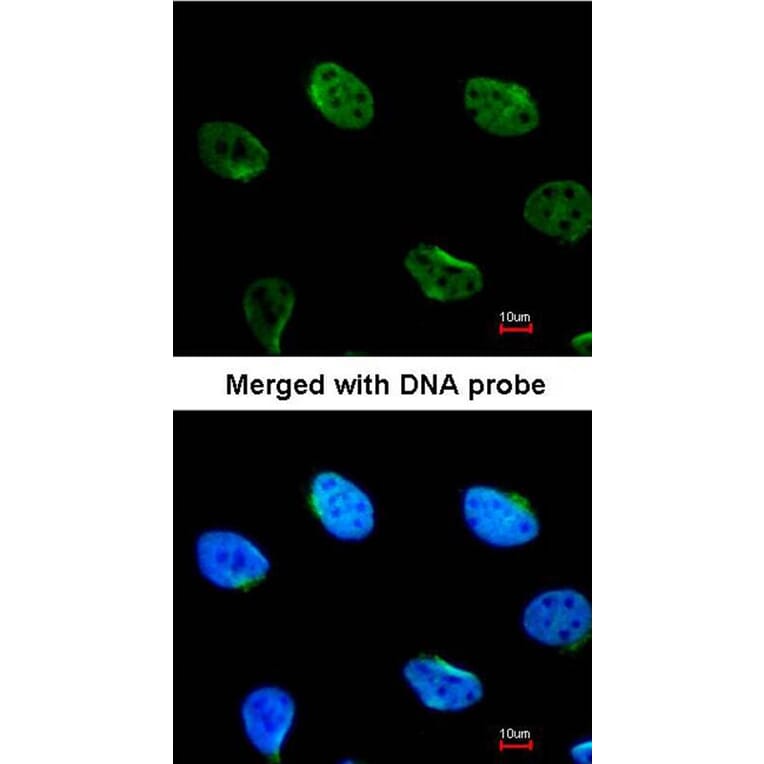 Immunofluorescence - MUS81 antibody from Signalway Antibody (22808) - Antibodies.com