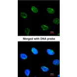Immunofluorescence - MUS81 antibody from Signalway Antibody (22808) - Antibodies.com