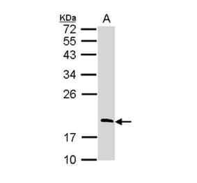 RGS13 antibody from Signalway Antibody (22810) - Antibodies.com