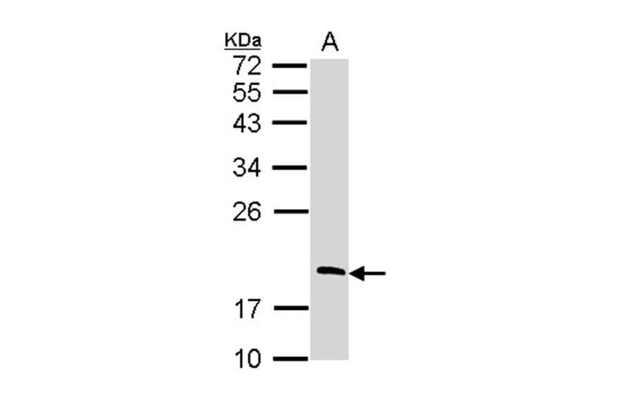 RGS13 antibody from Signalway Antibody (22810) - Antibodies.com