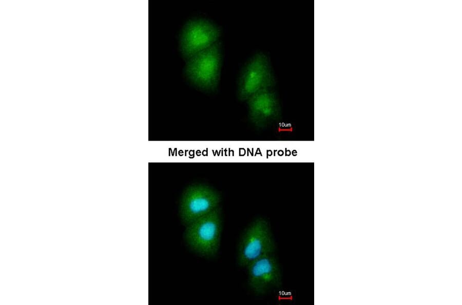 Immunofluorescence - RGS13 antibody from Signalway Antibody (22810) - Antibodies.com