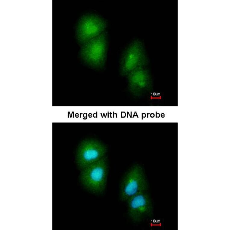 Immunofluorescence - RGS13 antibody from Signalway Antibody (22810) - Antibodies.com