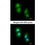 Immunofluorescence - RGS13 antibody from Signalway Antibody (22810) - Antibodies.com