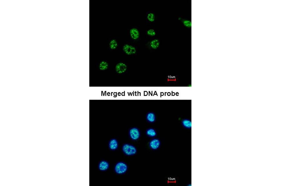 Immunofluorescence - PAX8C antibody from Signalway Antibody (22815) - Antibodies.com