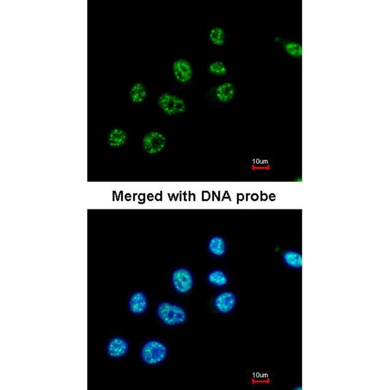 Immunofluorescence - PAX8C antibody from Signalway Antibody (22815) - Antibodies.com