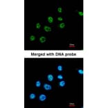 Immunofluorescence - PAX8C antibody from Signalway Antibody (22815) - Antibodies.com