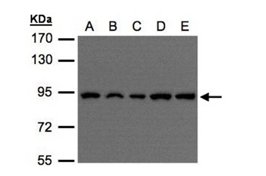 VPS35 antibody from Signalway Antibody (22838) - Antibodies.com