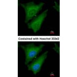 Immunofluorescence - SOCS4 antibody from Signalway Antibody (22880) - Antibodies.com