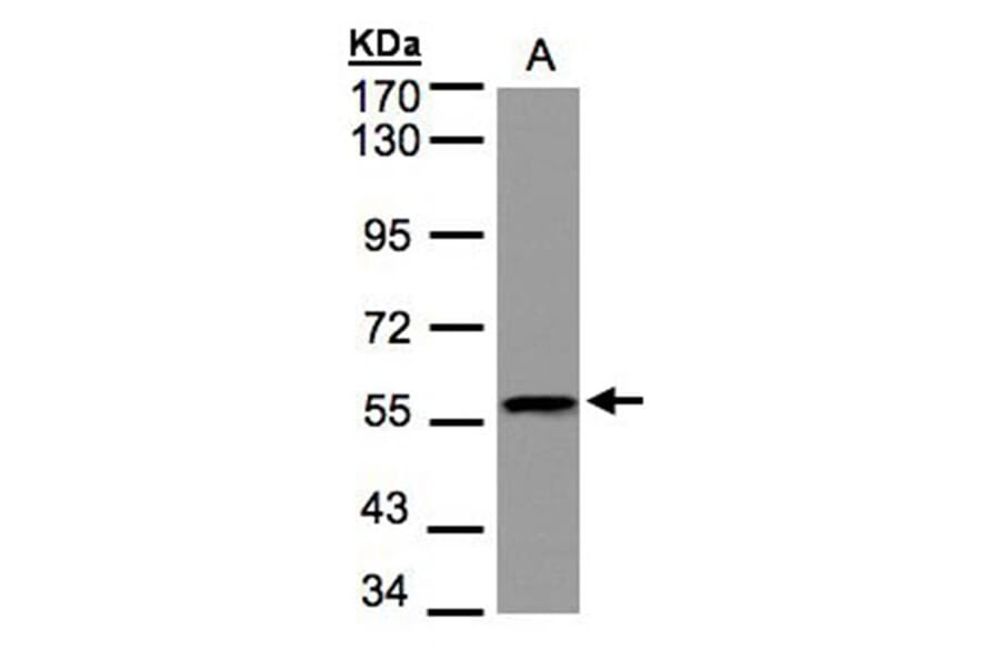 DUSP8 antibody from Signalway Antibody (22914) - Antibodies.com