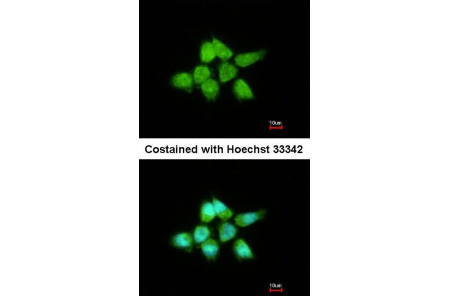 Immunofluorescence - DUSP8 antibody from Signalway Antibody (22914) - Antibodies.com
