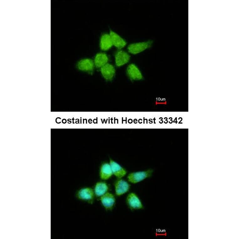 Immunofluorescence - DUSP8 antibody from Signalway Antibody (22914) - Antibodies.com