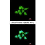 Immunofluorescence - DUSP8 antibody from Signalway Antibody (22914) - Antibodies.com
