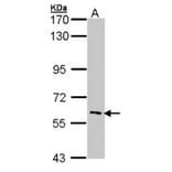 IRAK3 antibody from Signalway Antibody (22926) - Antibodies.com