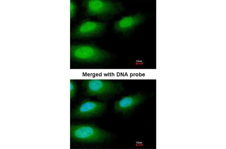 Immunofluorescence - IRAK3 antibody from Signalway Antibody (22926) - Antibodies.com