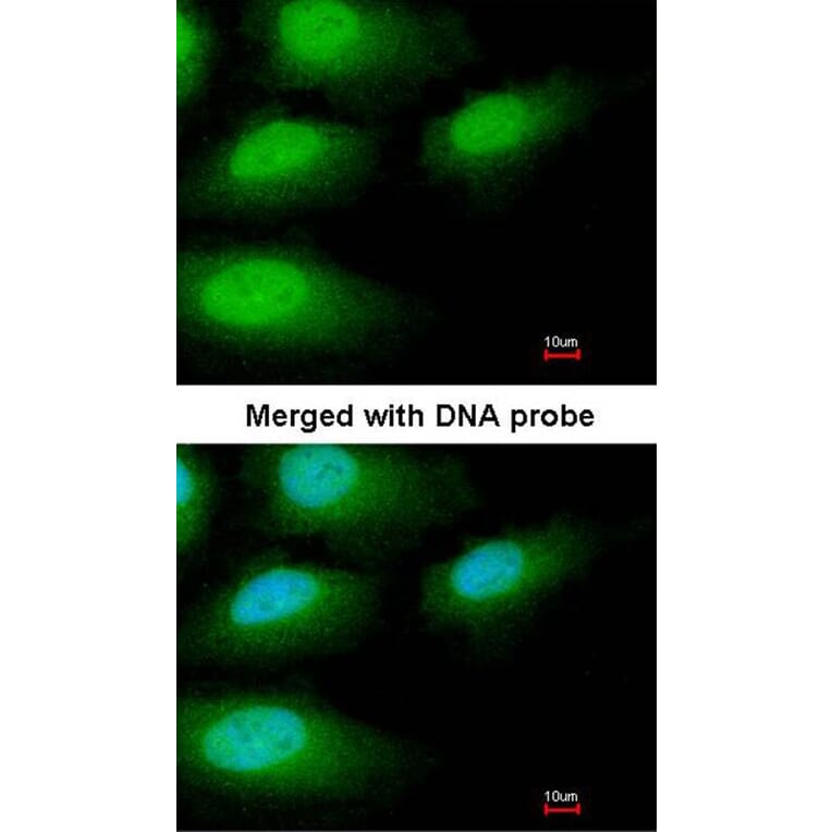 Immunofluorescence - IRAK3 antibody from Signalway Antibody (22926) - Antibodies.com