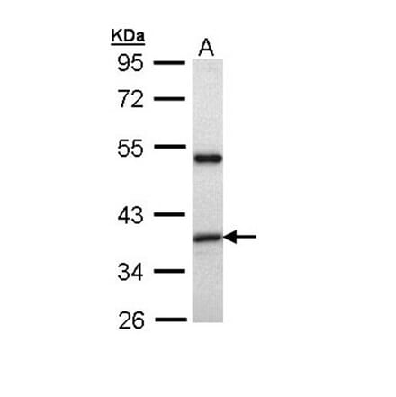 XAP2 antibody from Signalway Antibody (22949) - Antibodies.com