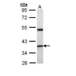 XAP2 antibody from Signalway Antibody (22949) - Antibodies.com