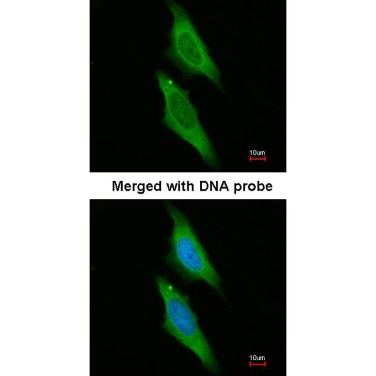Immunofluorescence - XAP2 antibody from Signalway Antibody (22949) - Antibodies.com