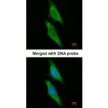 Immunofluorescence - XAP2 antibody from Signalway Antibody (22949) - Antibodies.com