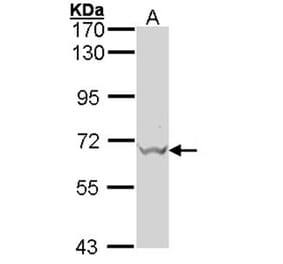 GAD67 antibody from Signalway Antibody (22998) - Antibodies.com