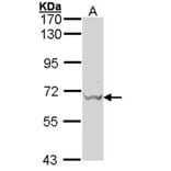 GAD67 antibody from Signalway Antibody (22998) - Antibodies.com