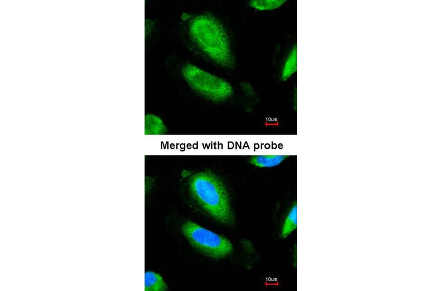 Immunofluorescence - GAD67 antibody from Signalway Antibody (22998) - Antibodies.com