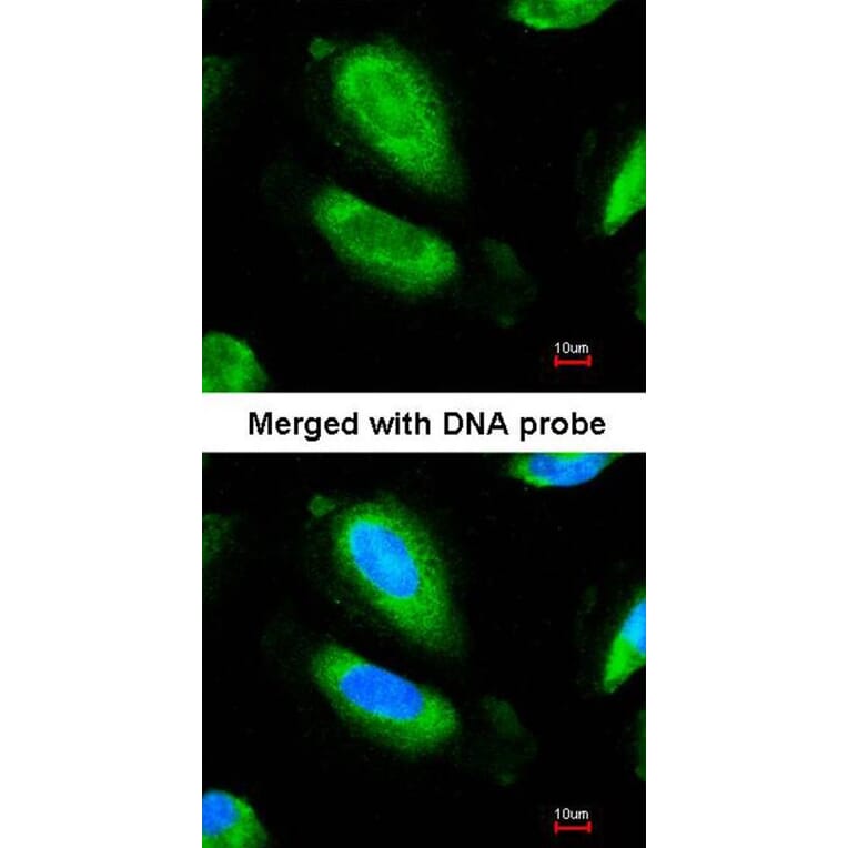 Immunofluorescence - GAD67 antibody from Signalway Antibody (22998) - Antibodies.com