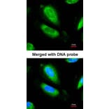 Immunofluorescence - GAD67 antibody from Signalway Antibody (22998) - Antibodies.com