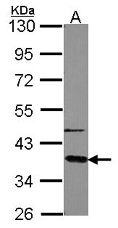 Sample (30 µg of whole cell lysate)  A549 10% SDS PAGE Primary antibody diluted at 1: 5000
