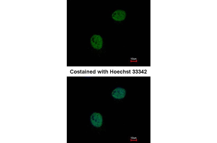 Immunofluorescence - GNAT2 antibody from Signalway Antibody (23007) - Antibodies.com