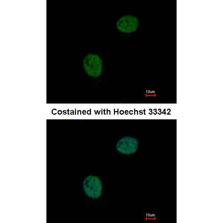 Immunofluorescence - GNAT2 antibody from Signalway Antibody (23007) - Antibodies.com